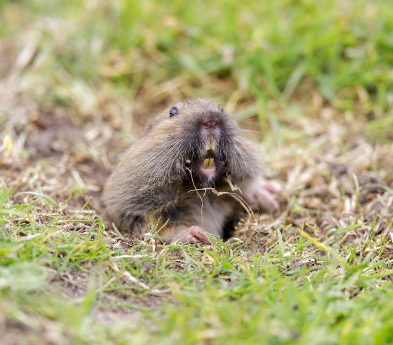 Gopher Removal