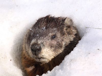 Gopher Removal Costs — Cost of Gopher Removal