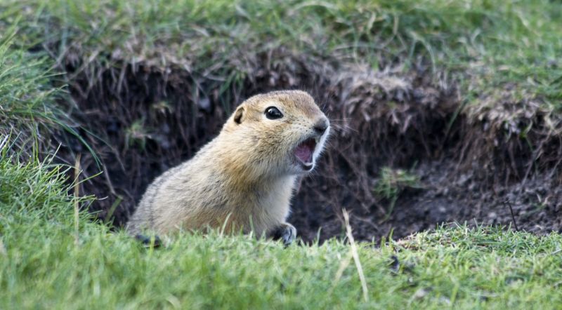 Gopher Removal Costs — Cost of Gopher Removal