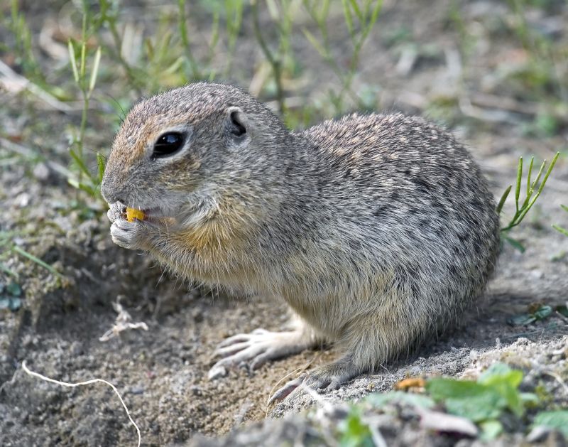 Gopher Tunnels And Burrows: What They Mean For Your Yard