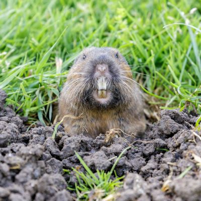 Health And Safety Risks Associated With Gopher Infestations