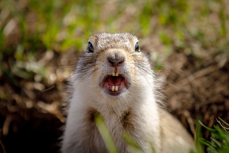 How Gophers Damage Lawns, Landscapes, And Properties