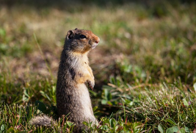 How Gophers Damage Lawns, Landscapes, And Properties