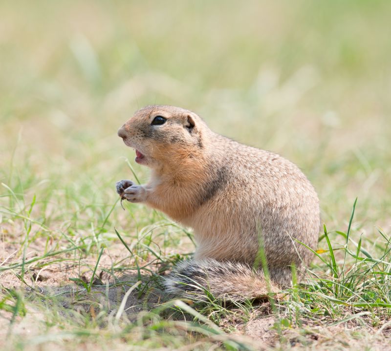 Signs You Have A Gopher Problem On Your Property
