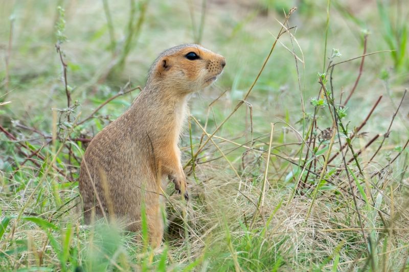 Signs You Have A Gopher Problem On Your Property