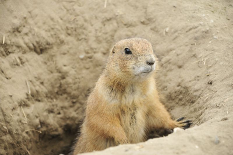 Humane Wildlife Removal