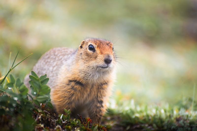 Removing Gophers Controls Population Growth