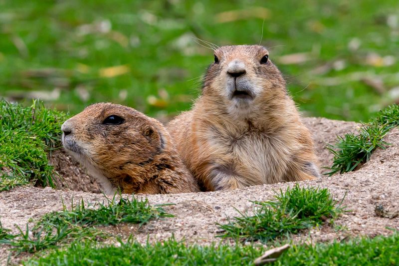 Removing Gophers Preserves Landscape Integrity