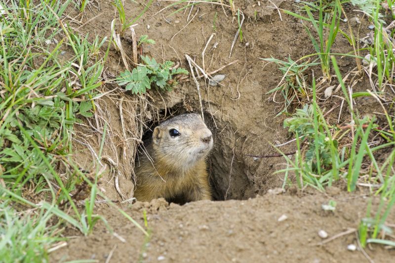 Removing Gophers Prevents Crop Damage