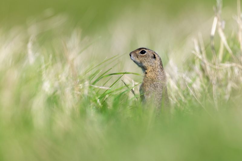 Removing Gophers Protects Underground Infrastructure